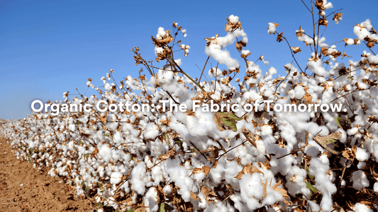 Sustainable Fashion: Why Organic Cotton Matters