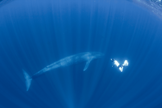 Blue Whale - Echoes of existence